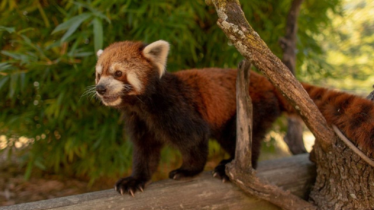 Highly endangered red pandas coming to Central Florida sanctuary